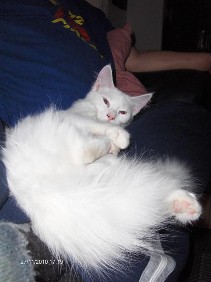 Maine Coon Bitten billede 5