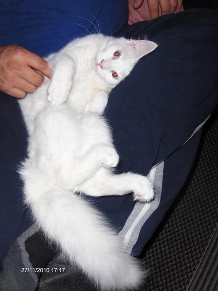 Maine Coon Bitten billede 6