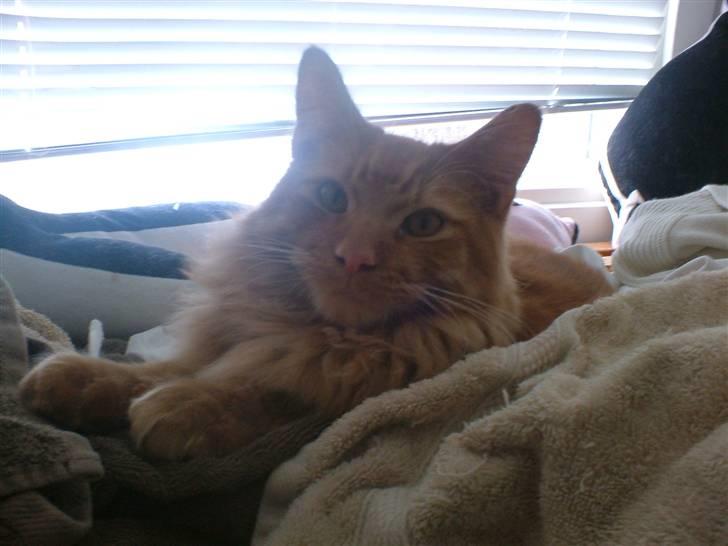 Maine Coon Joe the Bandit (Bandit) - Bandit d. 27/11 2010. 7 mdr. gammel. billede 8