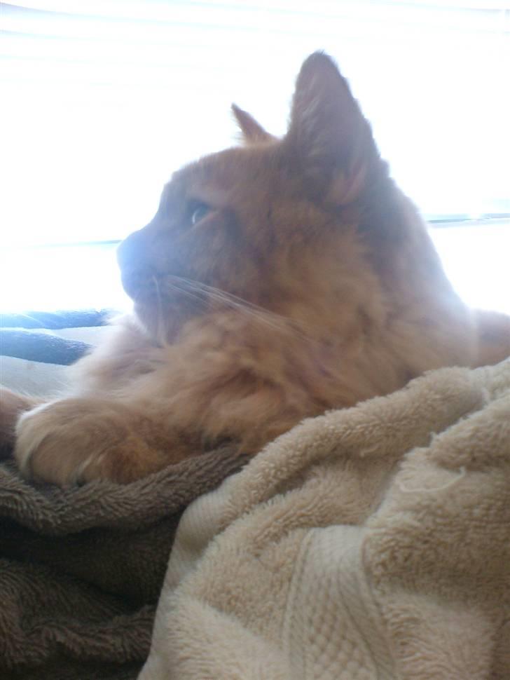 Maine Coon Joe the Bandit (Bandit) - d. 27/11 2010 billede 9