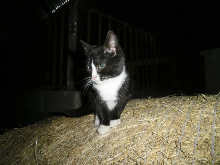 Blanding af racer Vinters Donnatella billede 1