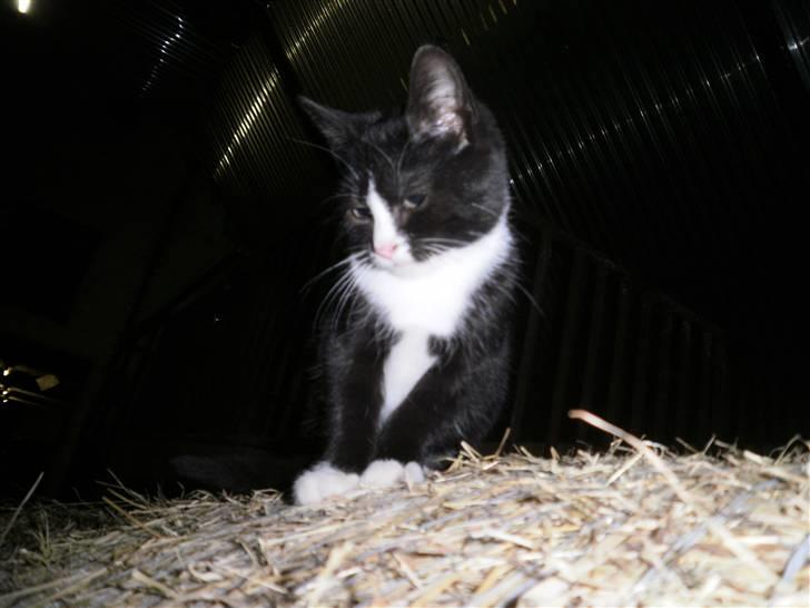 Blanding af racer Vinters Donnatella billede 2