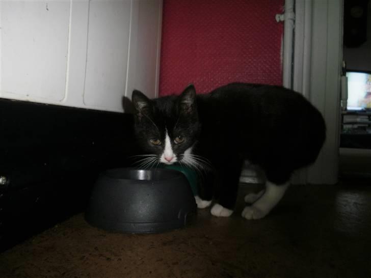 Blanding af racer Vinters Donnatella billede 3