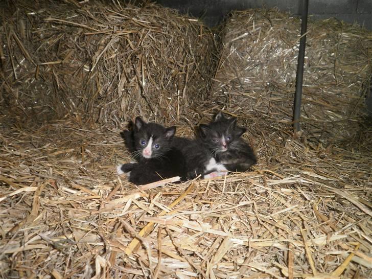 Blanding af racer Vinters Donnatella - Som bette sammen med hendes søskende billede 4