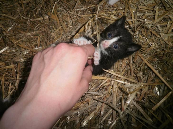 Blanding af racer Vinters Donnatella - Som bette billede 5