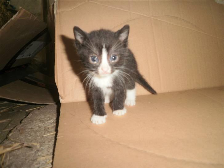 Blanding af racer Vinters Donnatella - Som bette billede 6