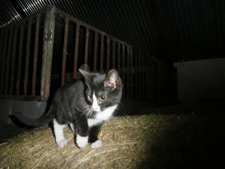 Blanding af racer Vinters Donnatella billede 7