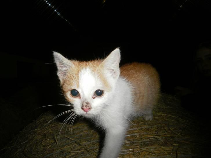 Blanding af racer Mio <3 Drømmekatten<3 billede 2