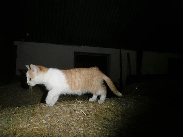 Blanding af racer Mio <3 Drømmekatten<3 billede 3