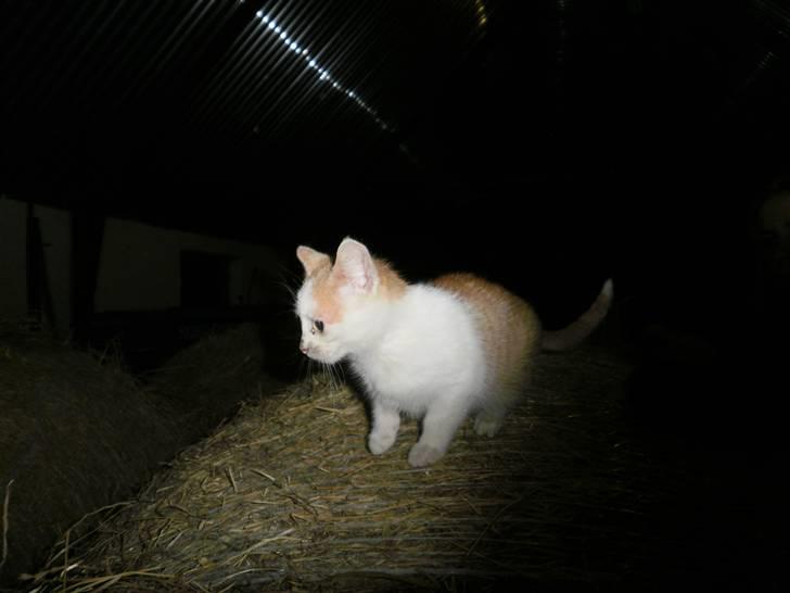 Blanding af racer Mio <3 Drømmekatten<3 billede 4