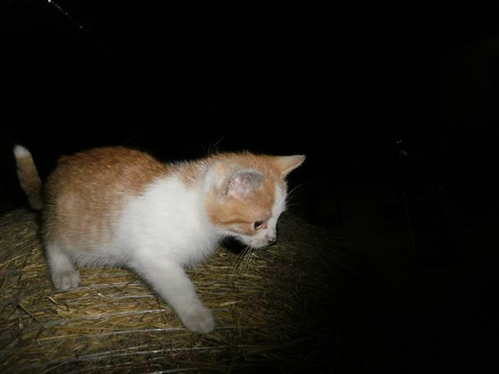 Blanding af racer Mio <3 Drømmekatten<3 billede 5