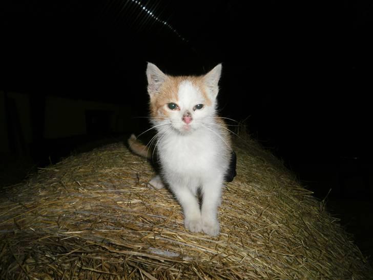 Blanding af racer Mio <3 Drømmekatten<3 billede 6