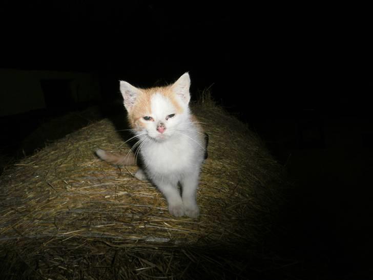 Blanding af racer Mio <3 Drømmekatten<3 billede 7