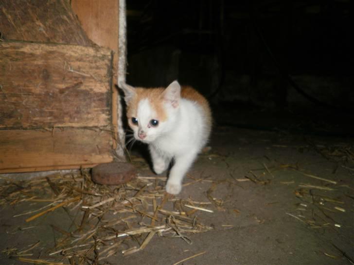 Blanding af racer Mio <3 Drømmekatten<3 billede 8