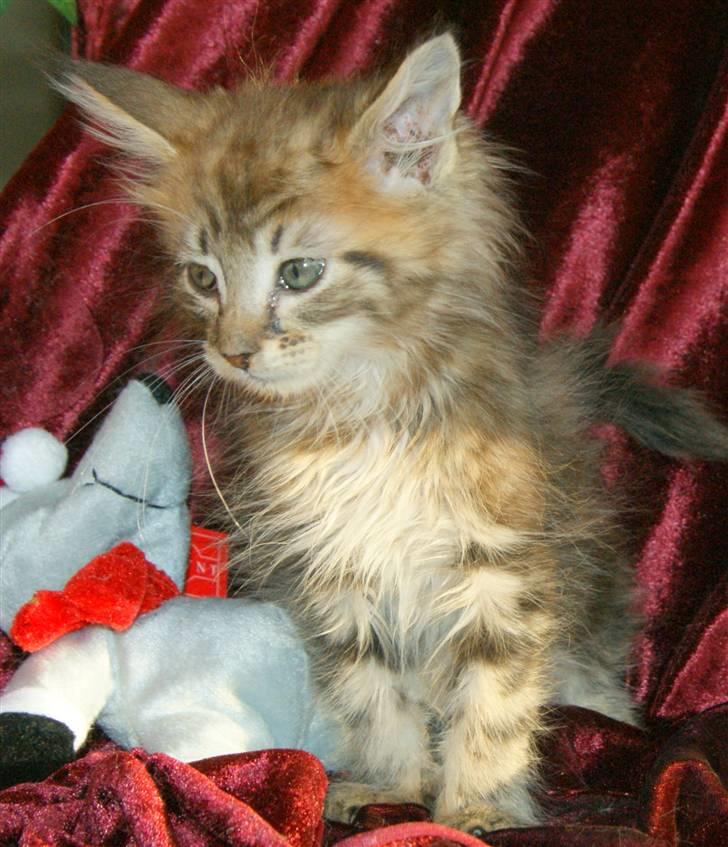 Maine Coon lykkekatte Olivia billede 9