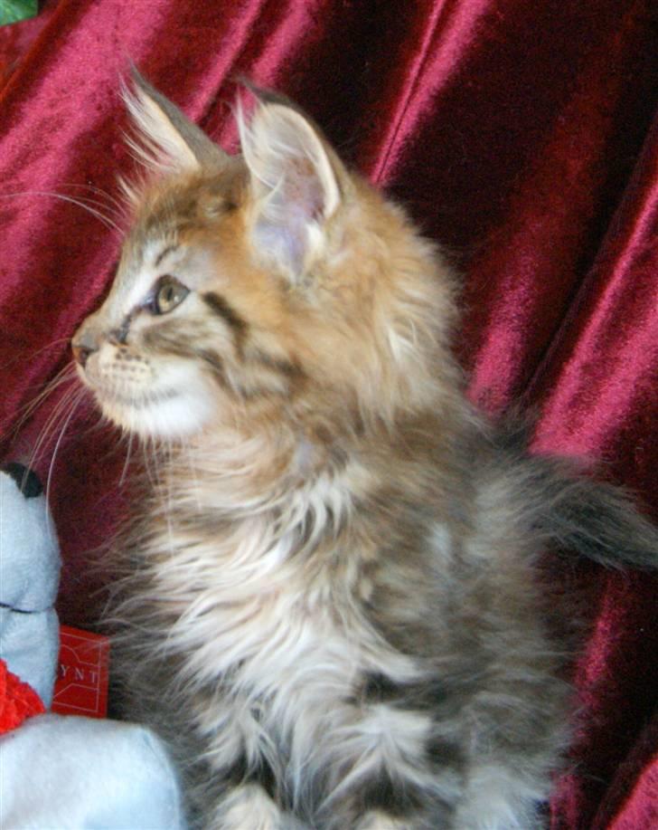 Maine Coon lykkekatte Olivia billede 10