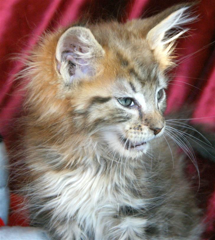 Maine Coon lykkekatte Olivia billede 11