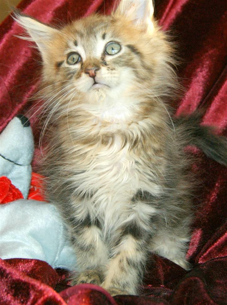 Maine Coon lykkekatte Olivia billede 12