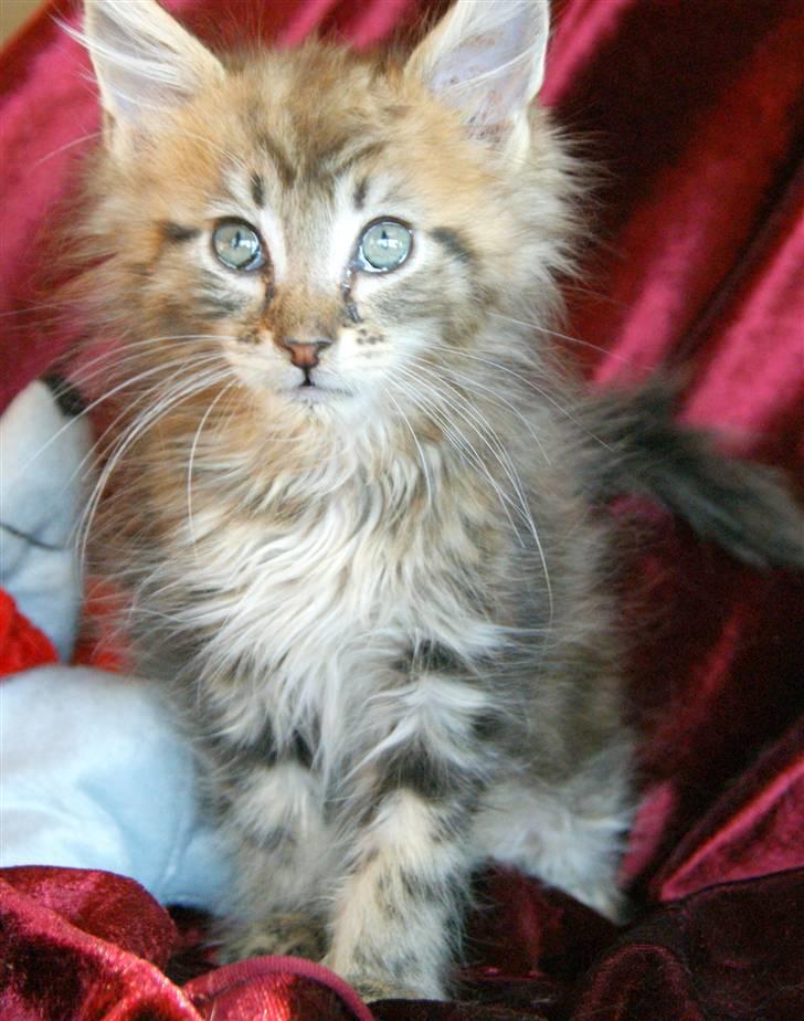 Maine Coon lykkekatte Olivia billede 13