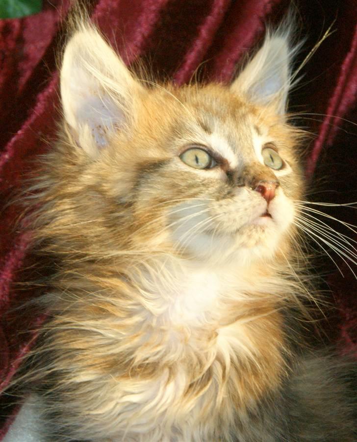Maine Coon lykkekatte Olivia billede 14