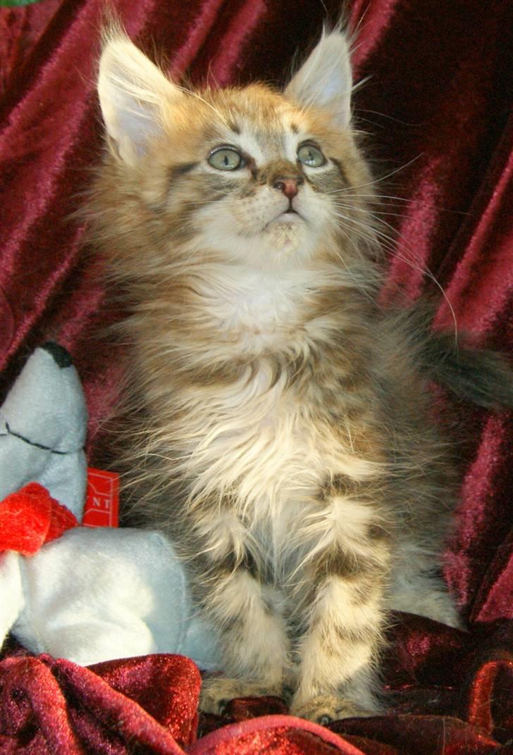 Maine Coon lykkekatte Olivia billede 15