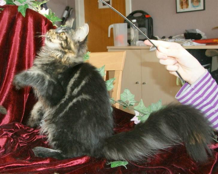 Maine Coon Fede Dorit billede 17