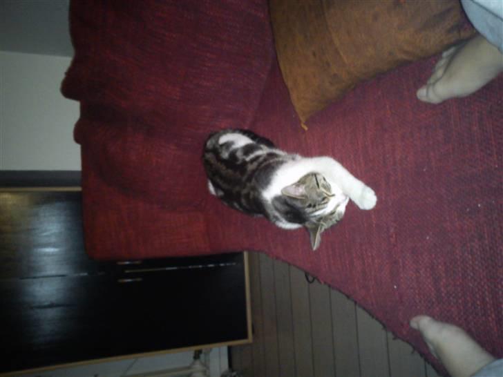 Huskat Lilje billede 7