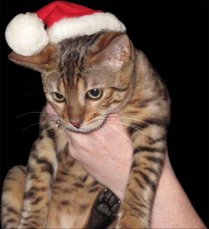 Bengal Leeloo - en håndholdt nissemis :) billede 8