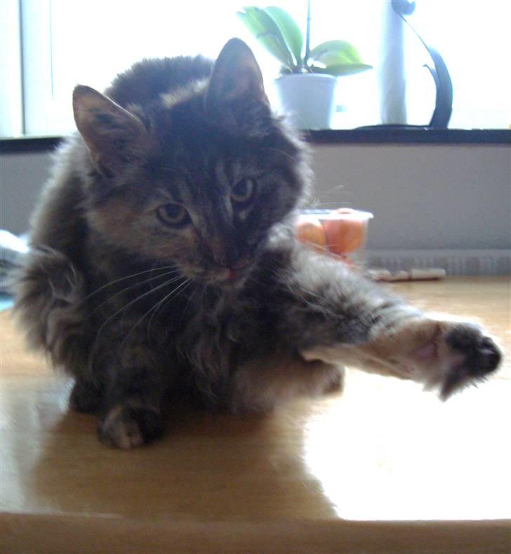 Blanding af racer Gitte - HALLO jeg er lige i bad!! billede 10