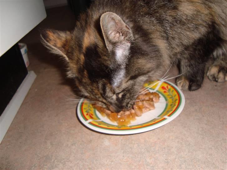 Blanding af racer Gitte - jeg ELSKER vådfoder :) - og alt mad billede 11