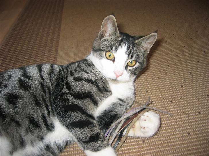 Huskat Rasmus billede 1