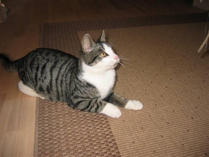 Huskat Rasmus billede 2