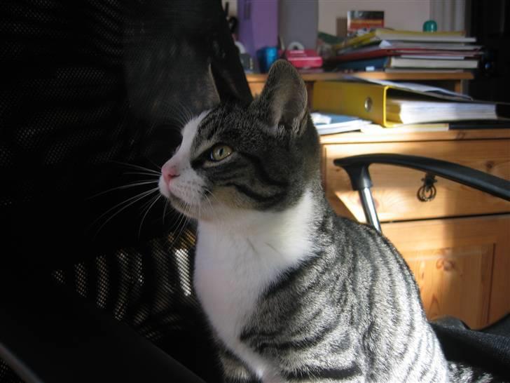 Huskat Rasmus billede 3