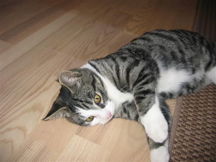 Huskat Rasmus billede 4