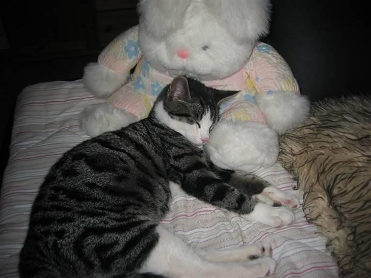 Huskat Rasmus billede 5