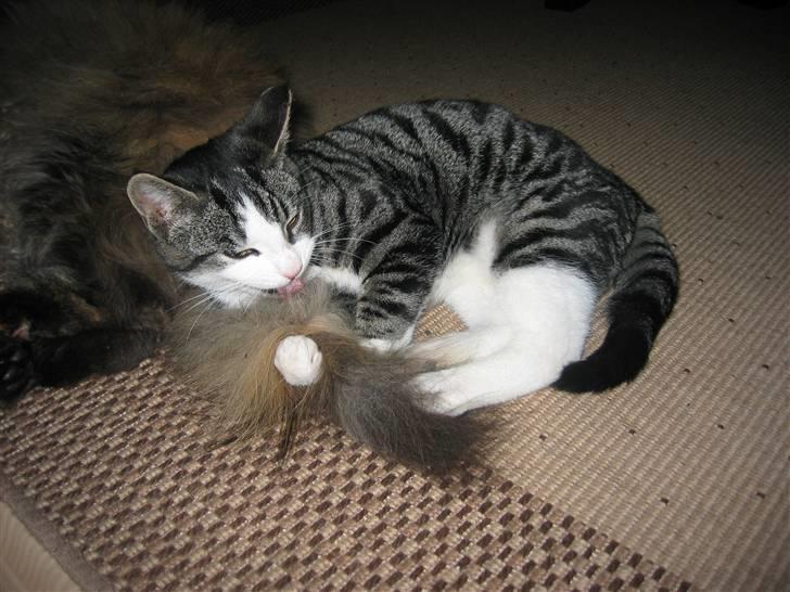 Huskat Rasmus billede 6