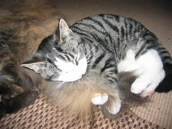 Huskat Rasmus billede 7