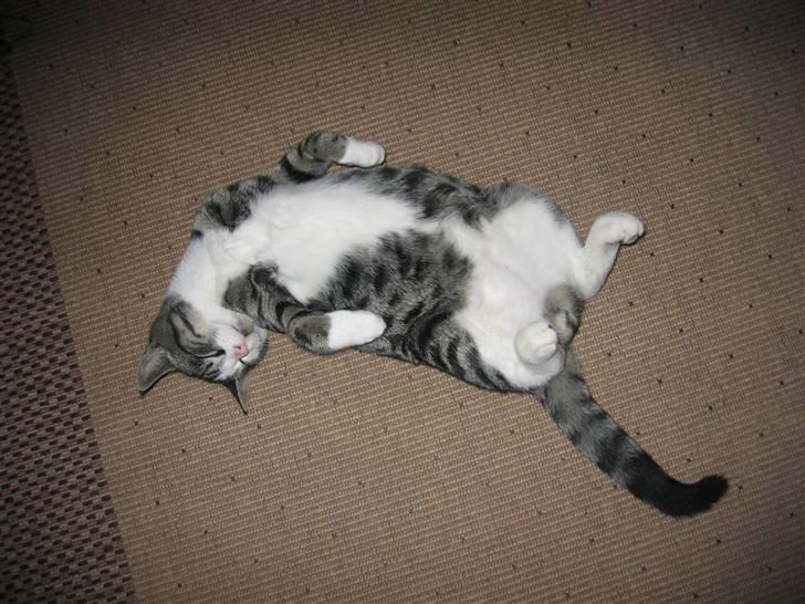 Huskat Rasmus billede 8