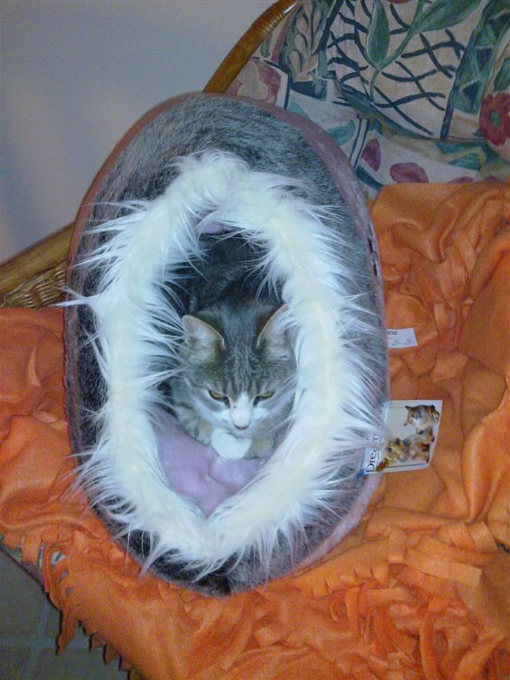 Huskat Duhcess - Hygge i sin nye hule. :) billede 8