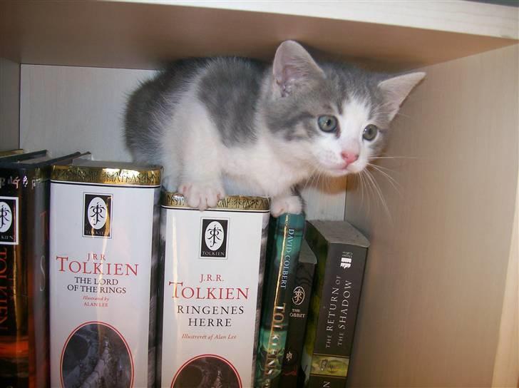 Huskat Gibbs the Silver Fox *SOLGT* billede 19