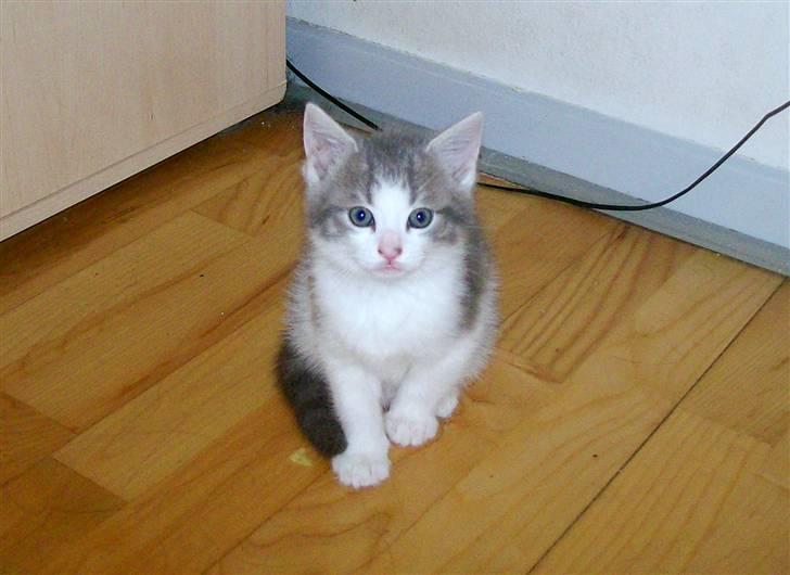 Huskat Gibbs the Silver Fox *SOLGT* billede 20