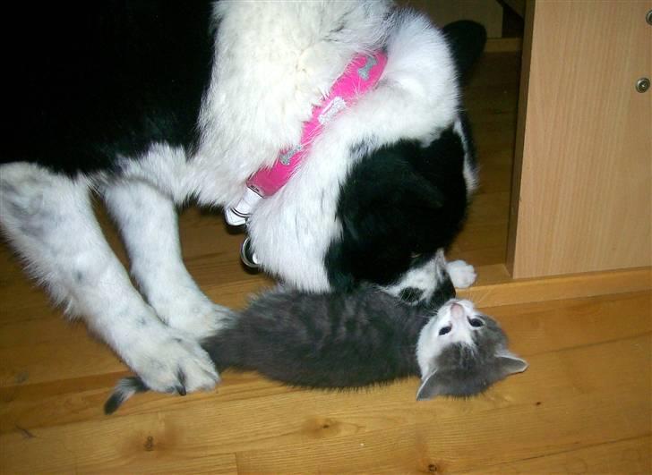 Huskat Miss Annabell Shiuto *SOLGT* - 7 uger gammel billede 20
