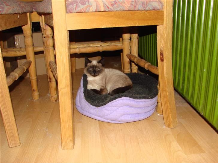 Blanding af racer Nutella billede 9