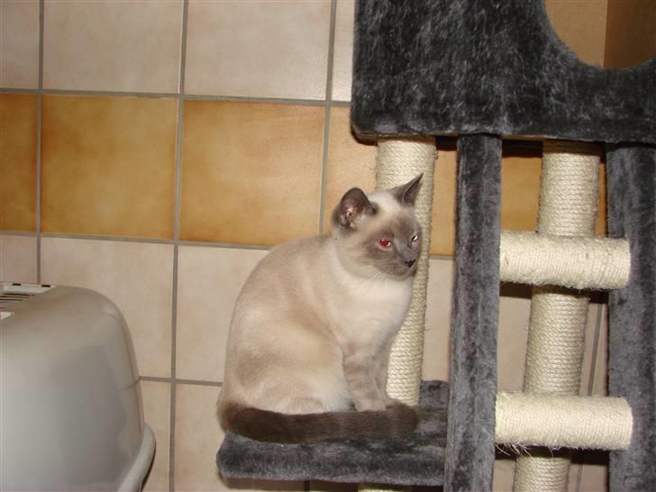 Blanding af racer Cocio billede 8