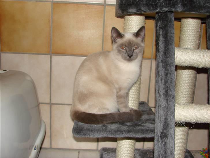 Blanding af racer Cocio billede 9