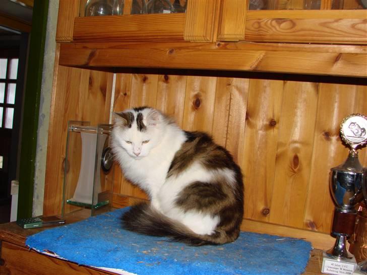 Norsk Skovkat Fie billede 11