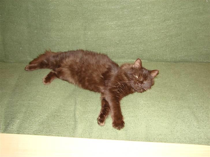 Blanding af racer Nougat billede 14