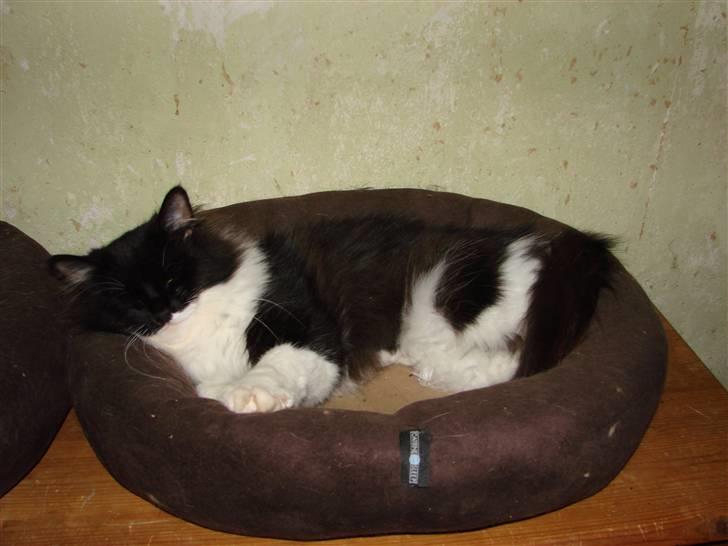 Blanding af racer Batkat billede 12