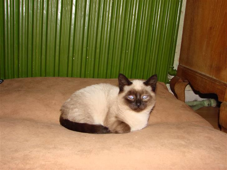 Blanding af racer Nutella billede 10