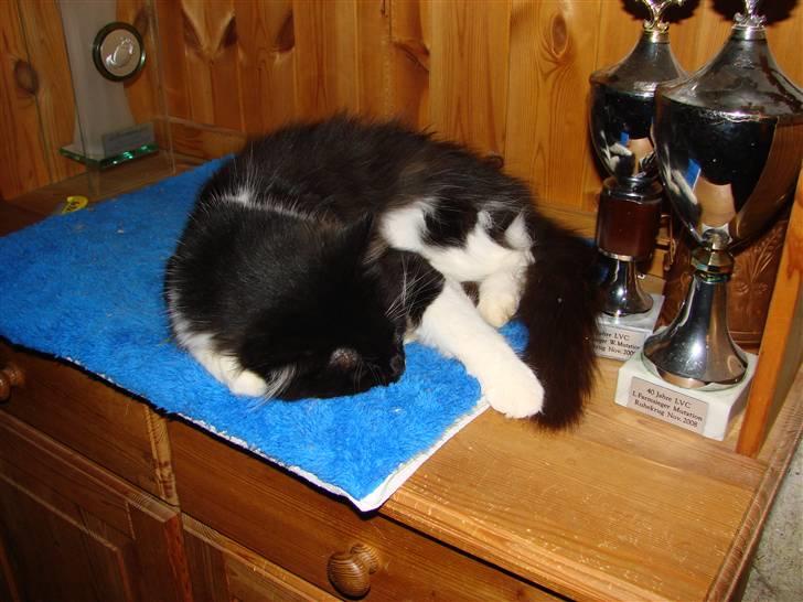 Blanding af racer Batkat billede 13